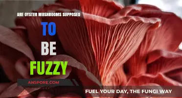 Exploring Oyster Mushrooms: Fuzzy or Not Fuzzy?