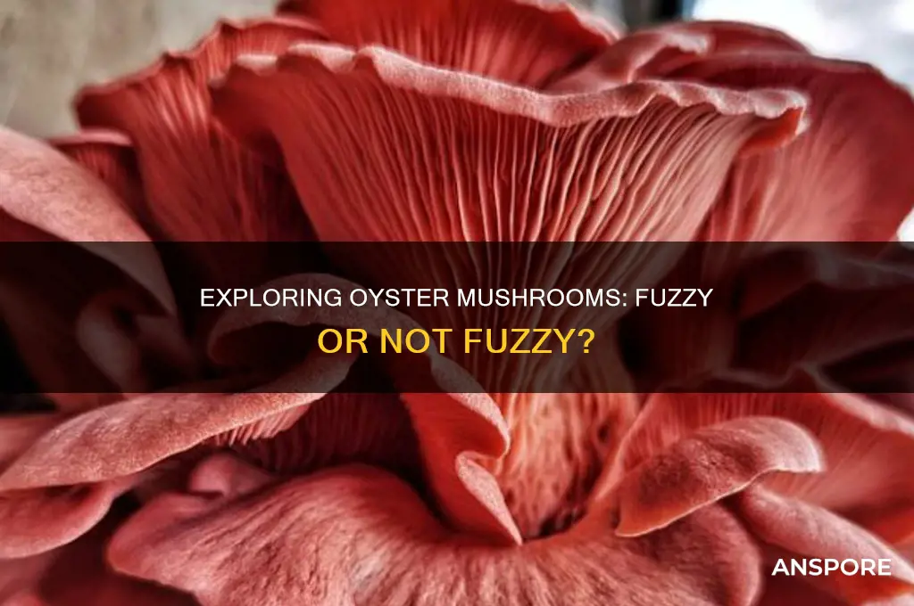 are oyster mushrooms supposed to be fuzzy