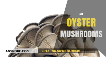 Oyster Mushrooms: The Ultimate Guide to Growing and Eating
