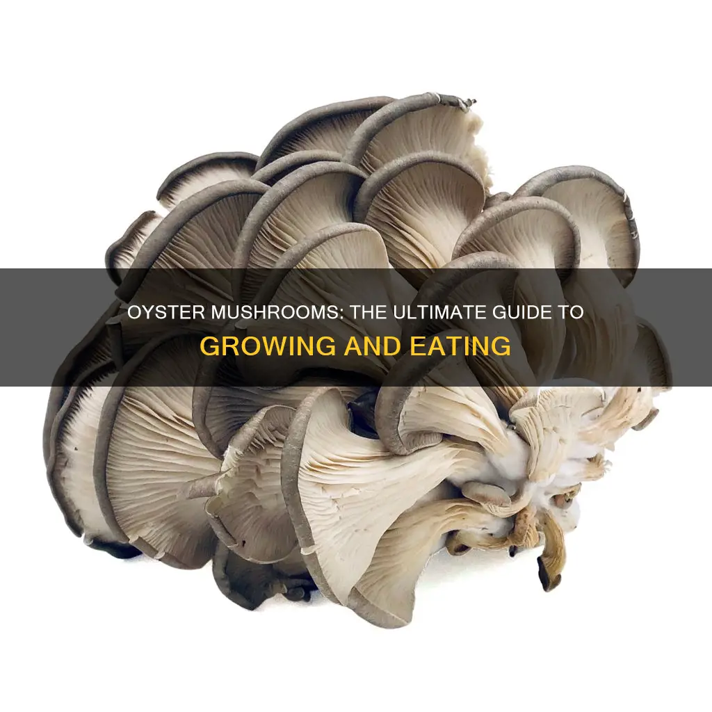 are oyster mushrooms