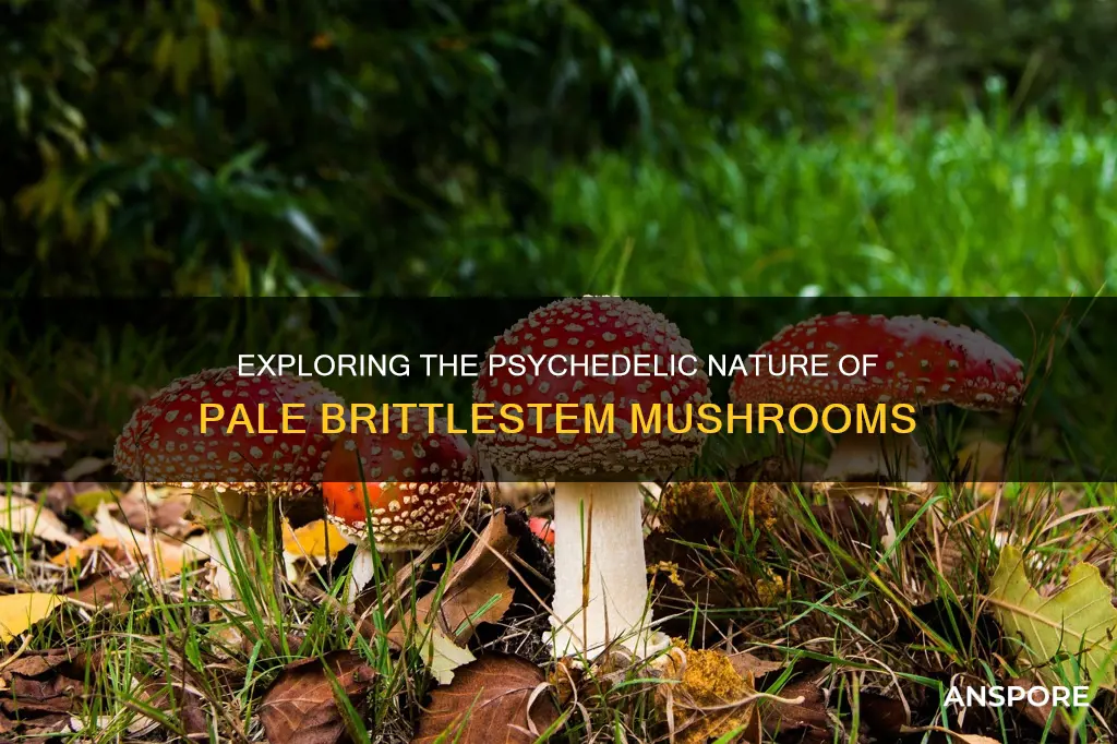 are pale brittlestem mushroom psychedelic