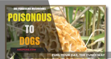 Are Panaeolina Mushrooms Toxic to Dogs? A Safety Guide