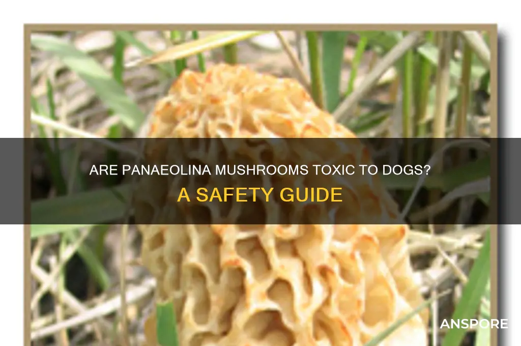 are panaeolina mushrooms poisonous to dogs