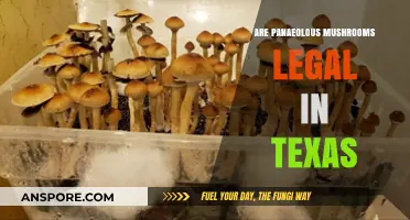 Are Panaeolus Mushrooms Legal in Texas? Understanding the Current Laws