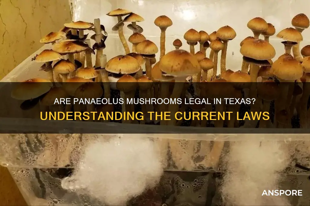 are panaeolous mushrooms legal in texas