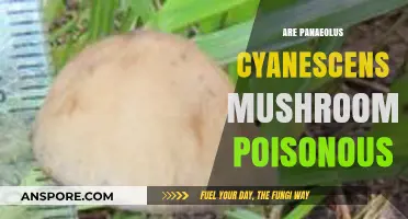 Are Panaeolus Cyanescens Mushrooms Poisonous? Facts and Safety Guide