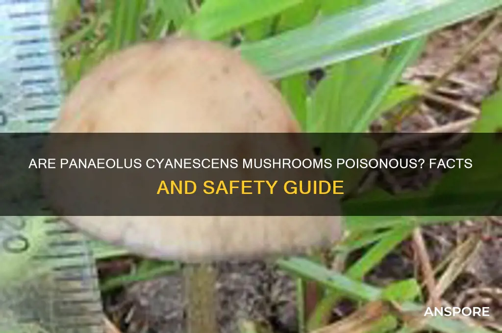 are panaeolus cyanescens mushrooms poisonous