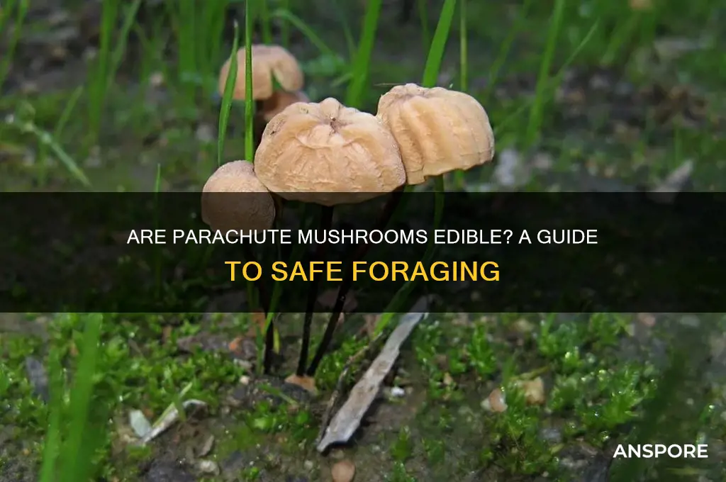 are parachute mushrooms edible