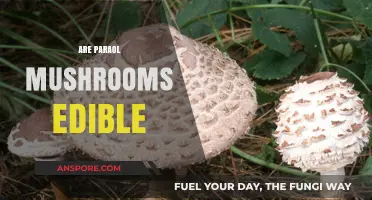 Are Paraol Mushrooms Edible? A Comprehensive Guide to Safety and Identification