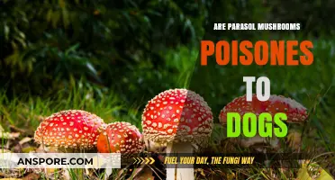 Are Parasol Mushrooms Poisonous to Dogs? A Safety Guide