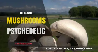 Psychedelic Parasol Mushrooms: A Trippy Treat or Not?