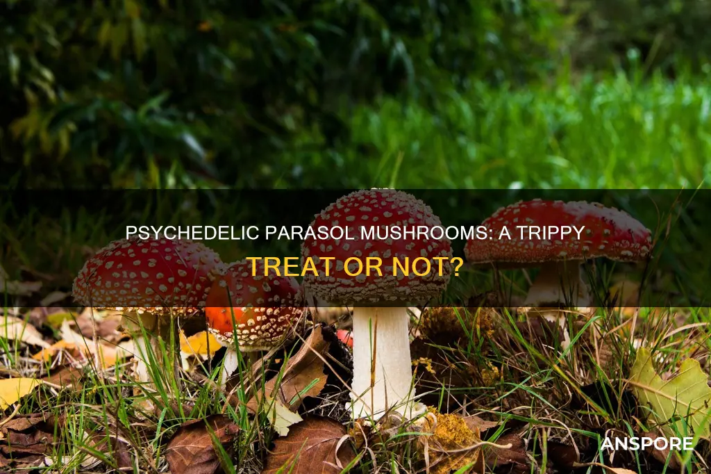 are parasol mushrooms psychedelic