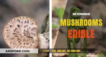 Are Peckerhead Mushrooms Edible? A Guide to Safety and Identification