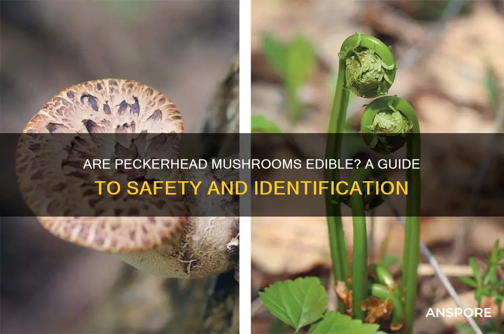 are peckerhead mushrooms edible