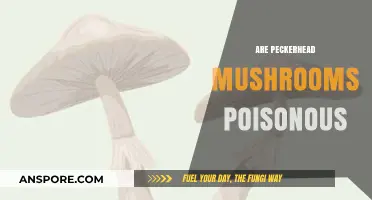 Are Peckerhead Mushrooms Poisonous? Uncovering the Truth and Risks