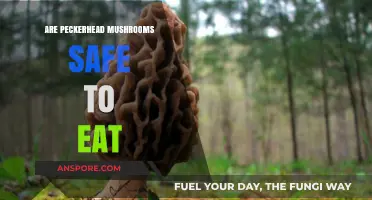 Are Peckerhead Mushrooms Safe? A Guide to Edibility and Risks