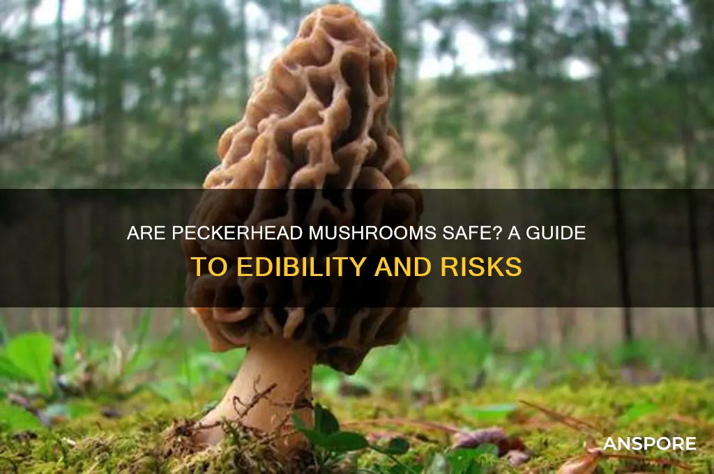are peckerhead mushrooms safe to eat
