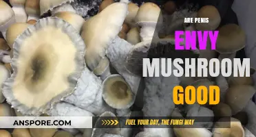 Penis Envy Mushrooms: Benefits, Uses, and Safety Explained