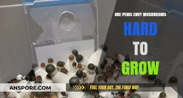Penis Envy Mushrooms: Are They Challenging to Cultivate at Home?