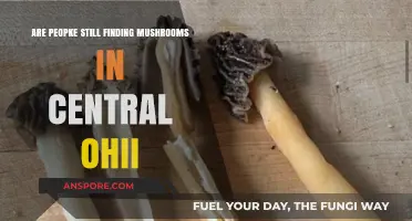 Central Ohio's Mushroom Hunt: Are Foragers Still Striking Gold?