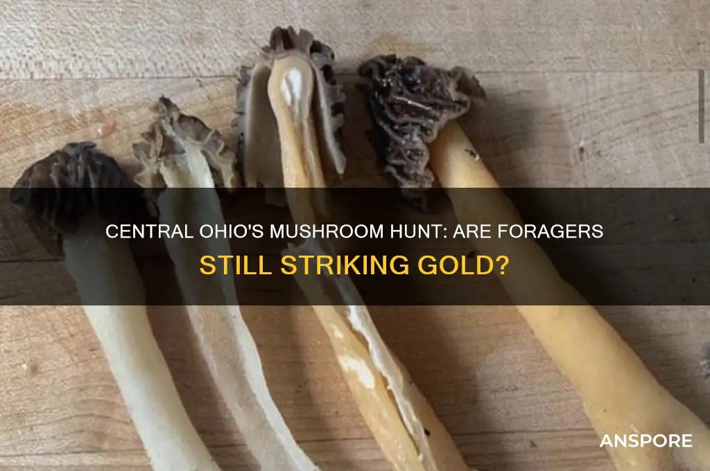 are peopke still finding mushrooms in central ohii