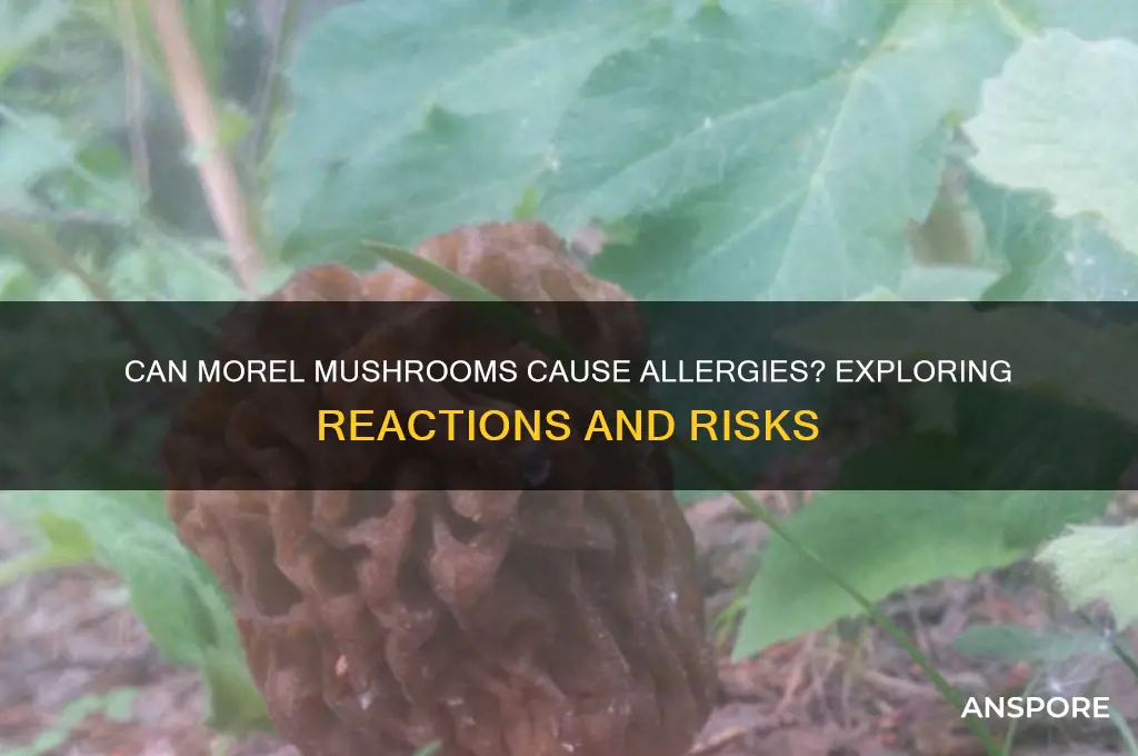 are people alergic to morel mushrooms