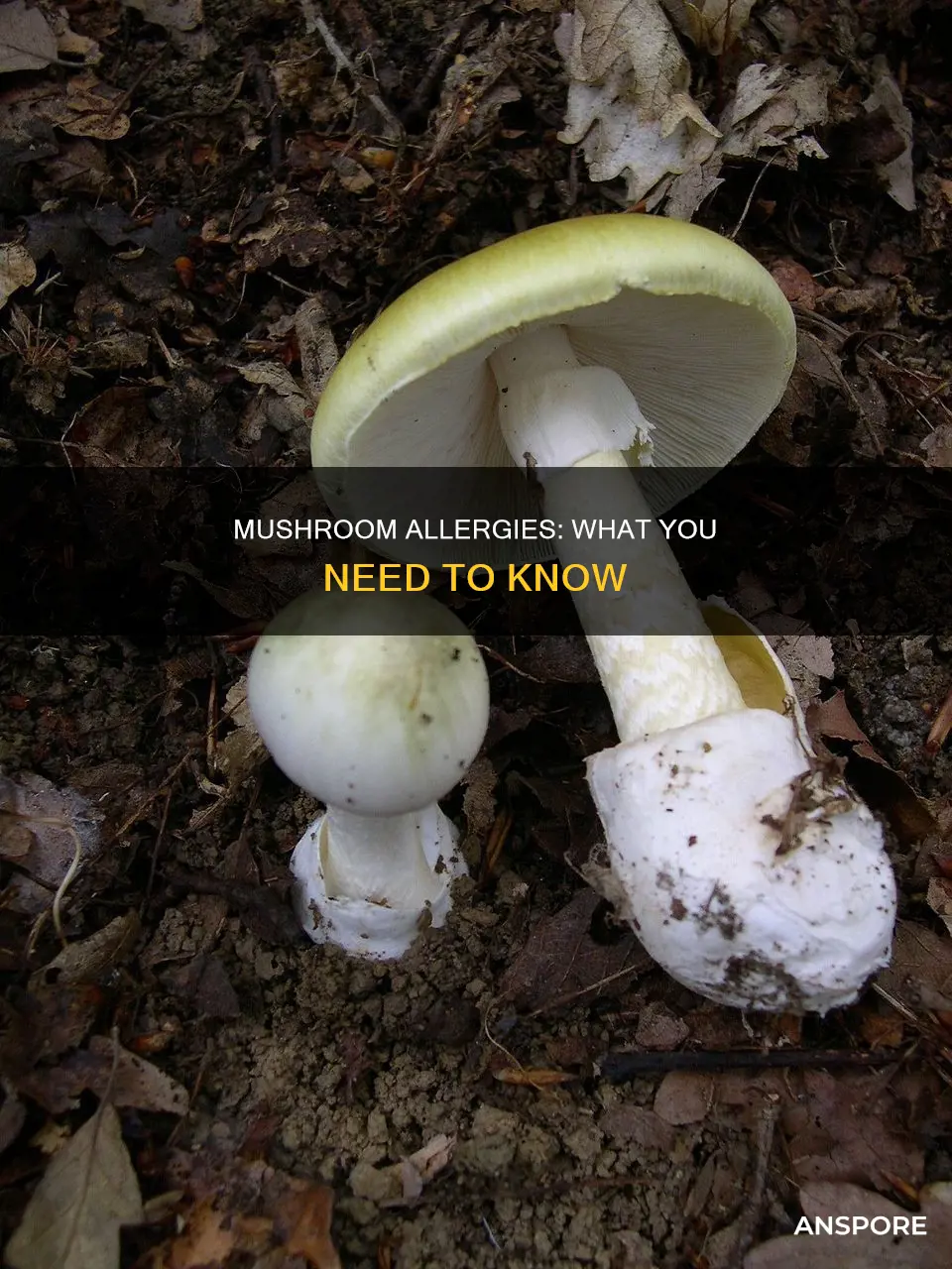 are people allergic to mushrooms