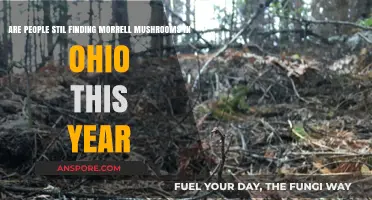 Ohio's Morrell Mushroom Hunt: Are They Still Popping Up in 2023?