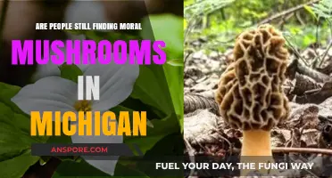 Michigan's Moral Mushrooms: Are Foragers Still Finding Ethical Delights?