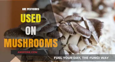 Are Pesticides Used on Mushrooms? Uncovering the Truth About Cultivation