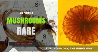 Petrified Mushrooms: Nature's Rare Wonders