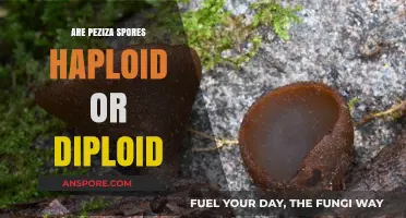 Peziza Spores: Understanding Their Haploid or Diploid Nature Explained