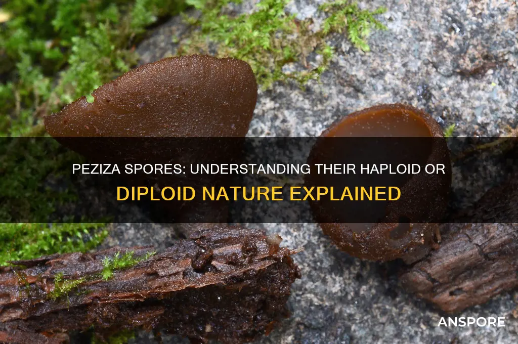 are peziza spores haploid or diploid