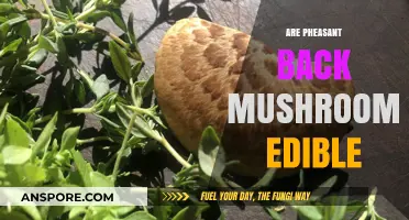 Are Pheasant Back Mushrooms Edible? A Comprehensive Guide to Safety