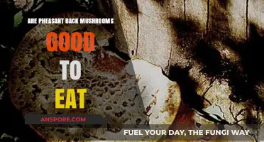 Are Pheasant Back Mushrooms Edible? A Tasty Wild Foraging Guide