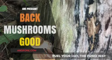 Are Pheasant Back Mushrooms Good? A Tasty Wild Fungus Review