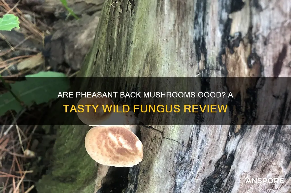 are pheasant back mushrooms good