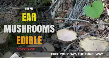 Are Pig Ear Mushrooms Edible? A Comprehensive Guide to Safety