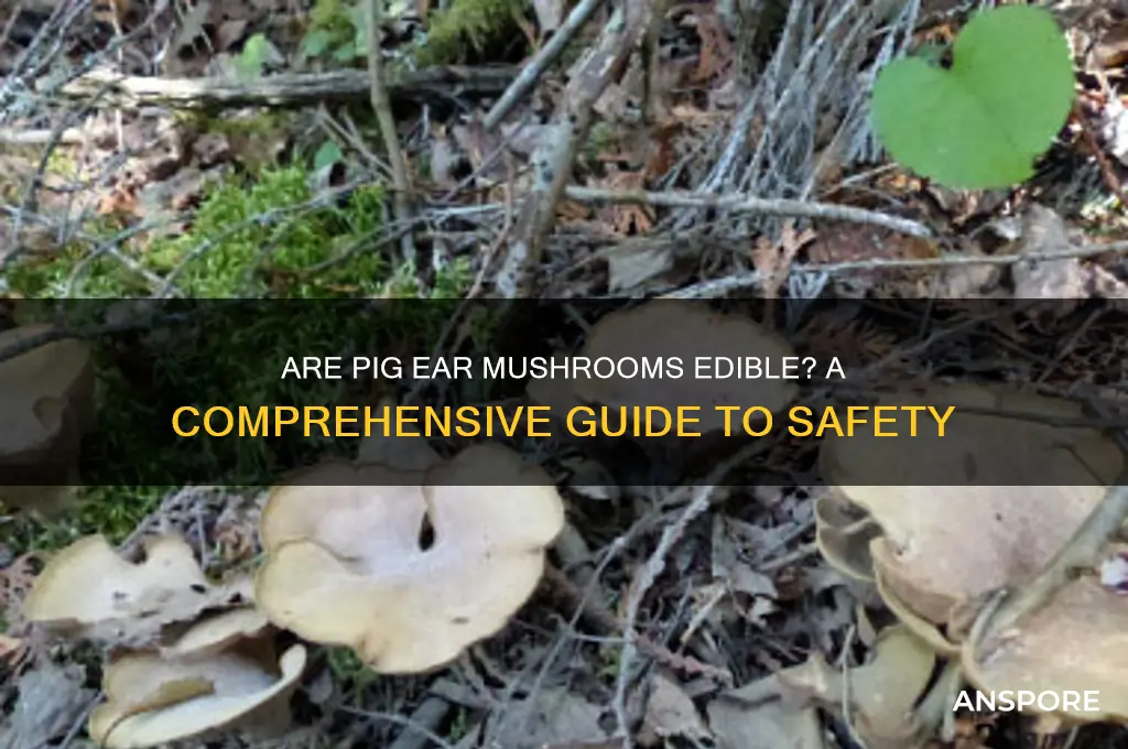 are pig ear mushrooms edible
