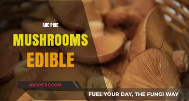 Are Pine Mushrooms Edible? A Guide to Safe Foraging and Consumption
