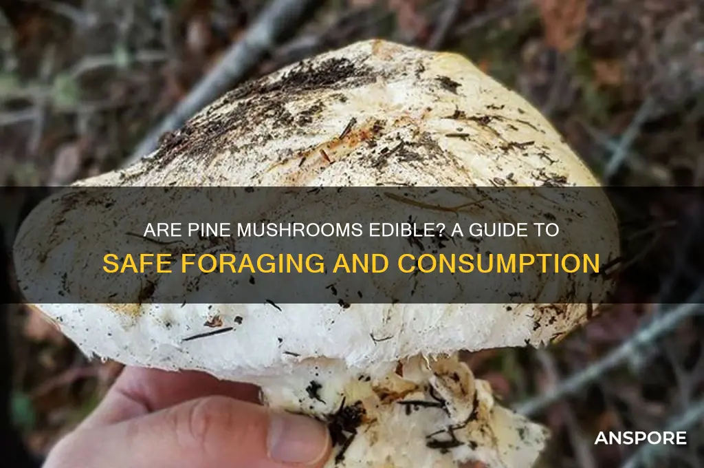 are pine mushrooms edible