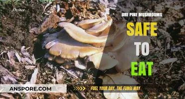 Are Pine Mushrooms Safe to Eat? A Comprehensive Guide