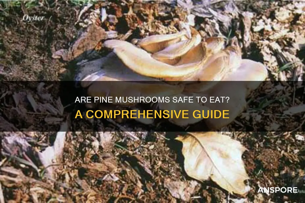 are pine mushrooms safe to eat
