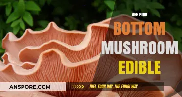 Are Pink Bottom Mushrooms Edible? A Comprehensive Guide to Identification