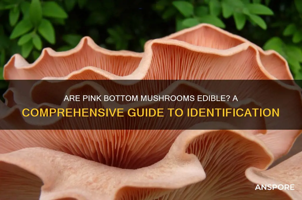 are pink bottom mushrooms edible