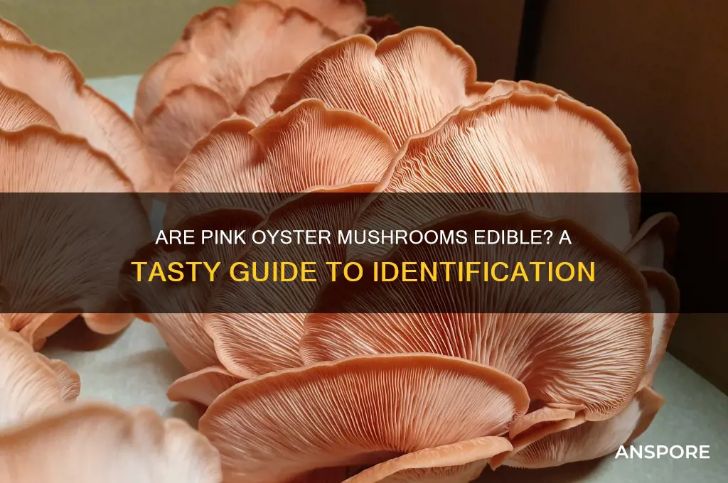 are pink oyster mushrooms edible