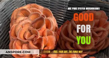 Pink Oyster Mushrooms: Nutritional Benefits and Health Advantages Explained