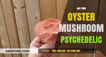 Psychedelic Pink Oyster Mushrooms: What's the Truth?