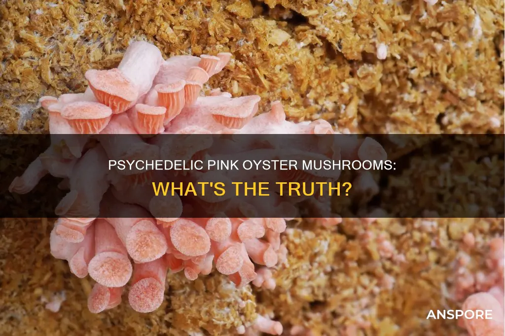 are pink oyster mushrooms psychedelic