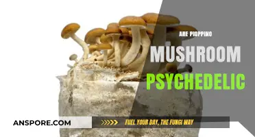 Psychedelic Pioppino Mushrooms: What You Need to Know